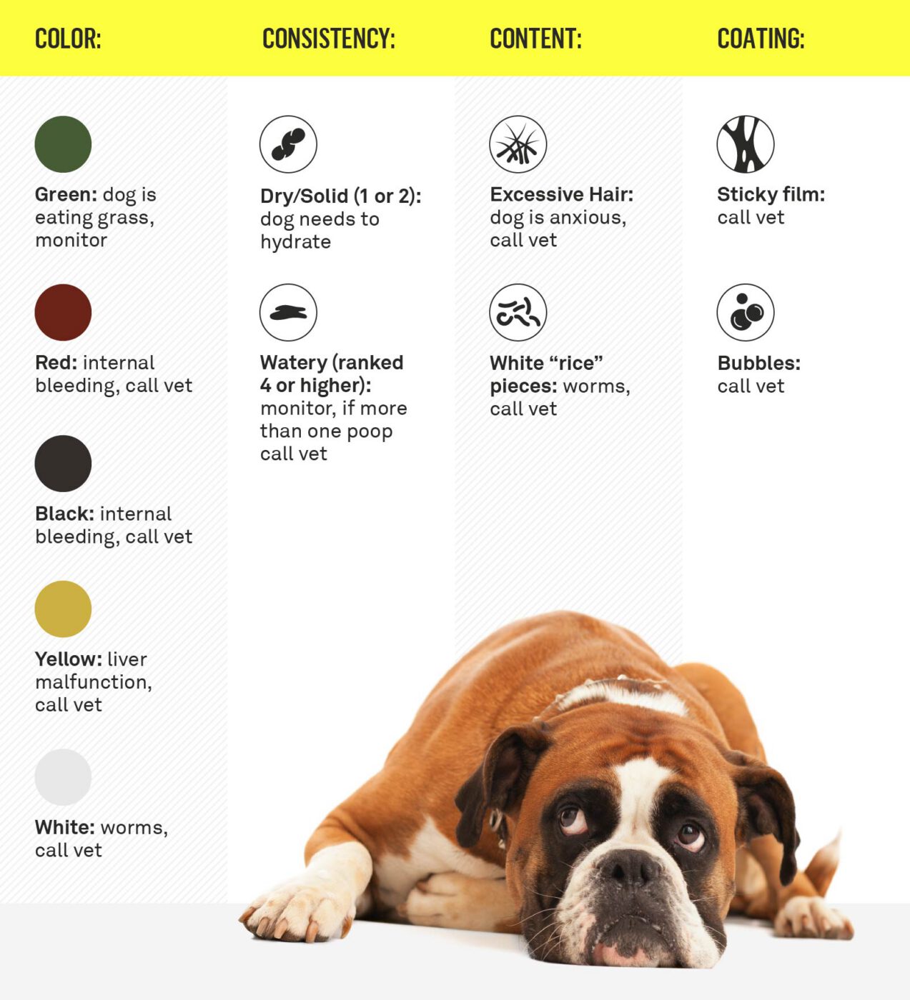 abnormal dog poop