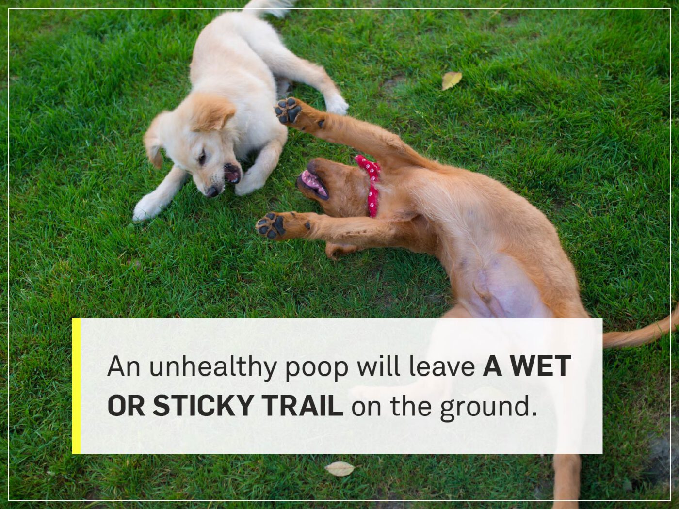 coating on dog poop