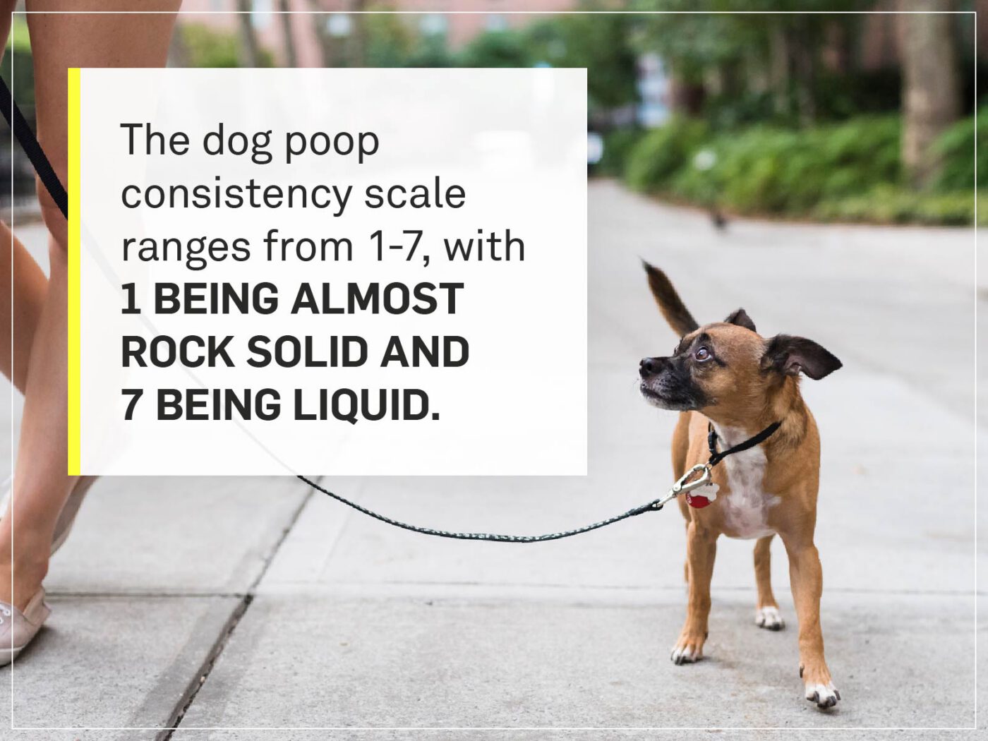 dog poop consistency