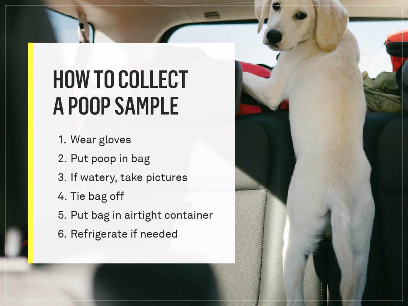 sample of dog poop