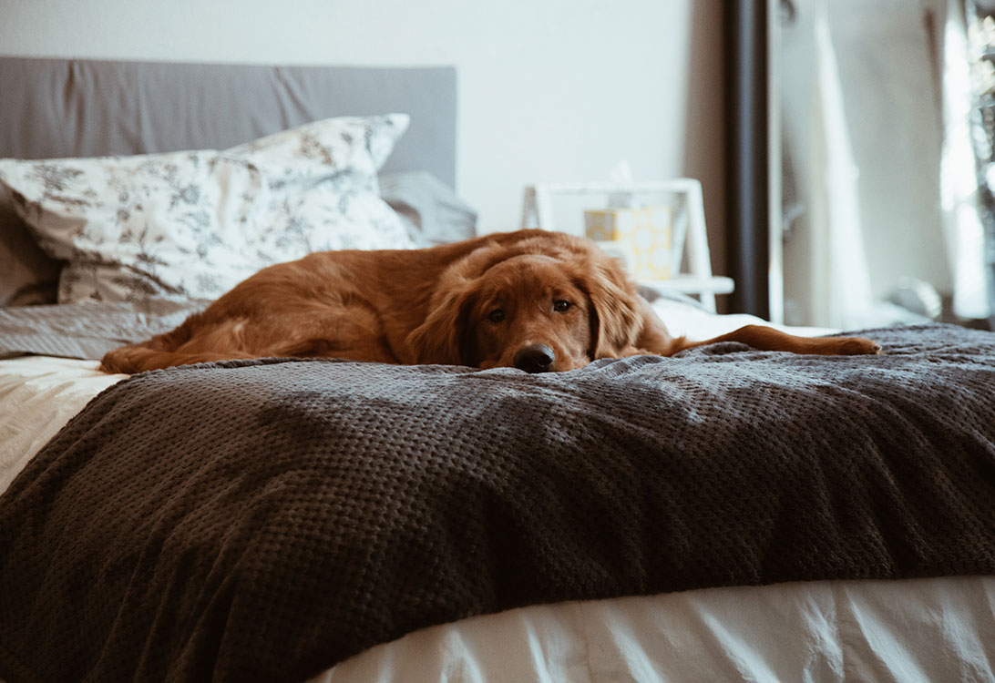 doginbed