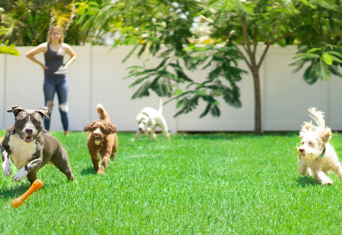 dogpark