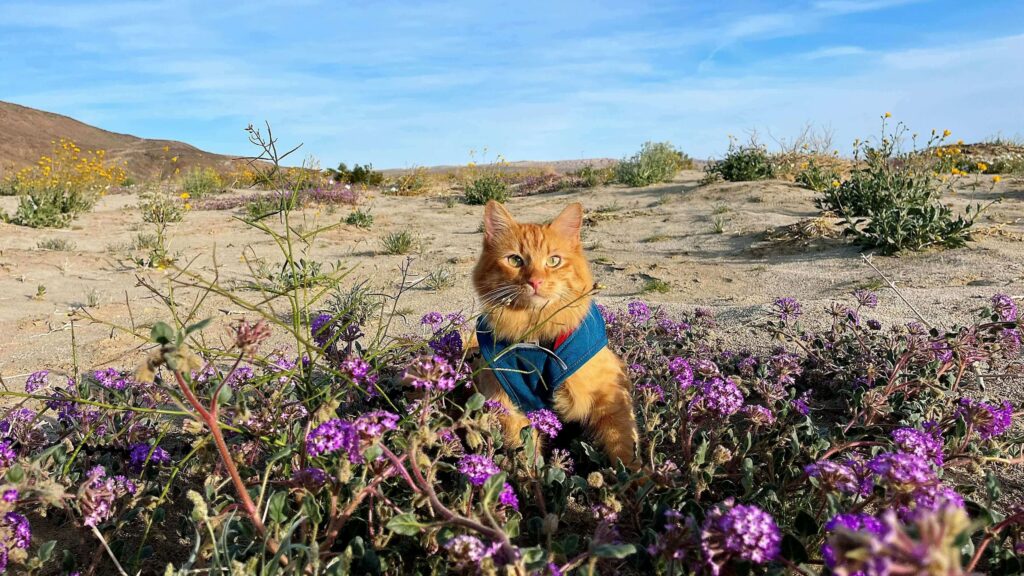 cat on a walk sitting in the flowers