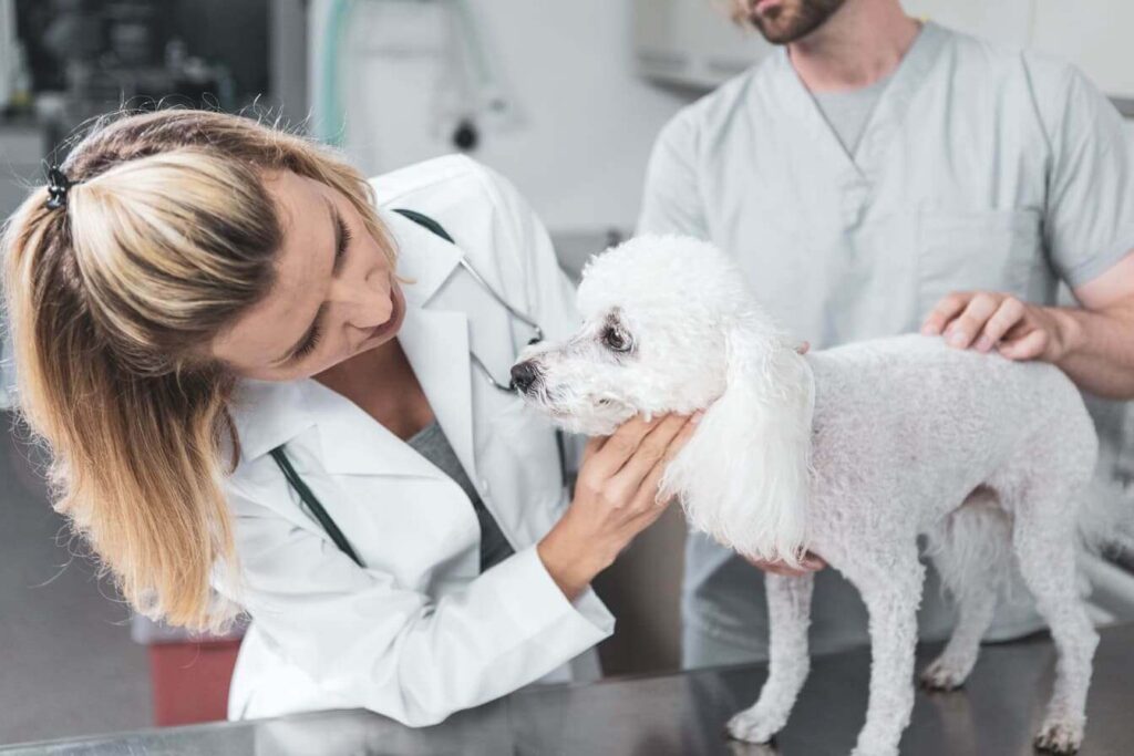 veterinarian examines a dog