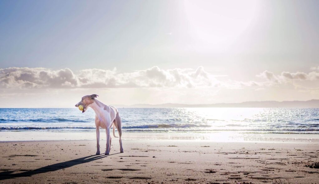 dog at the beach