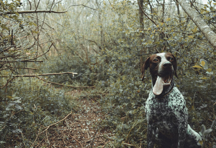 german-pointer