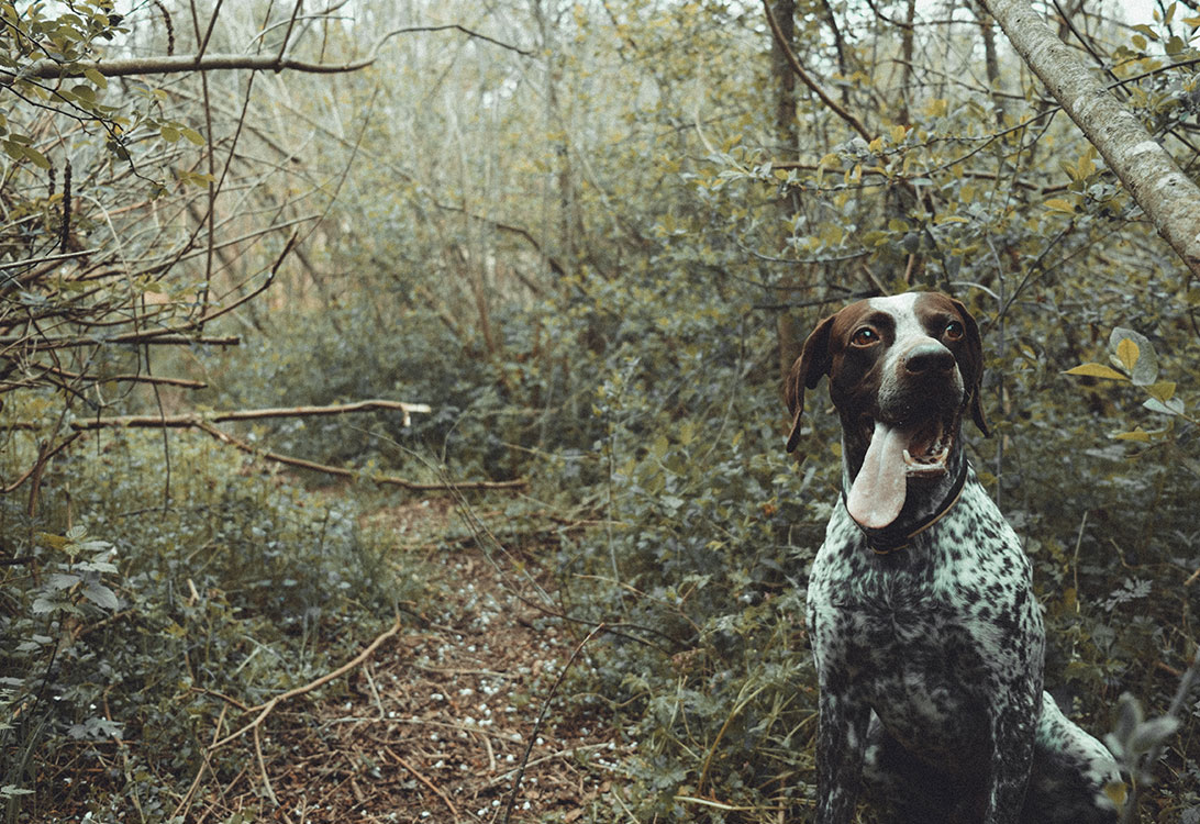 german-pointer