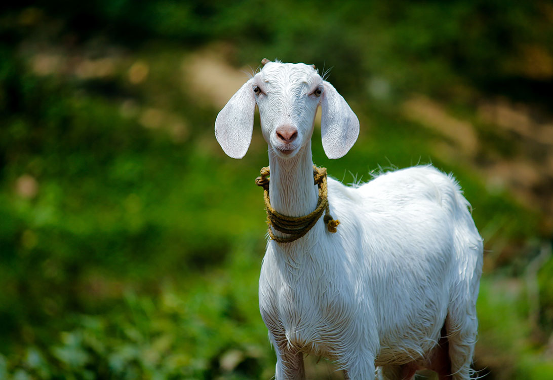 goat