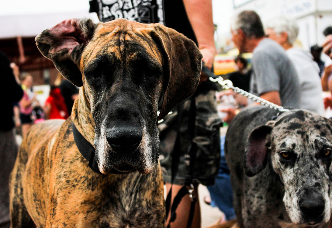 great-dane