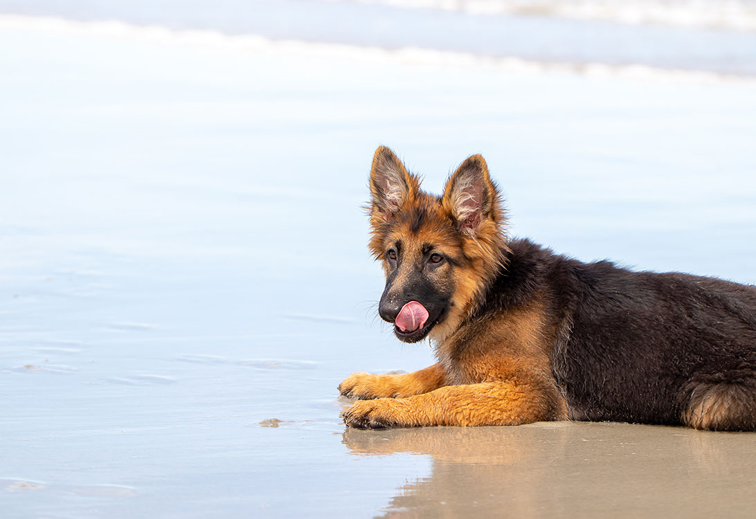 gsd