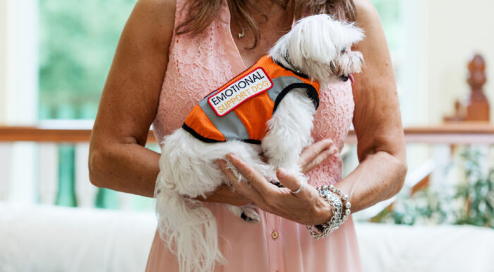 guide-to-service-dogs