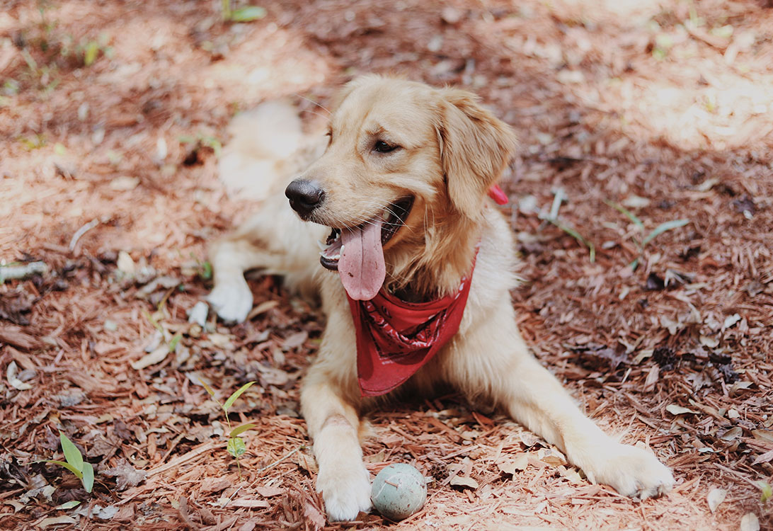 happy-golden