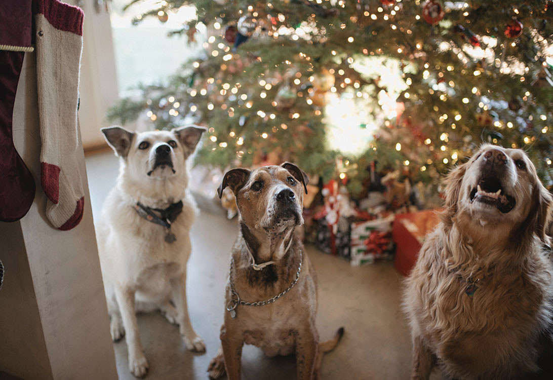 holiday-dogs