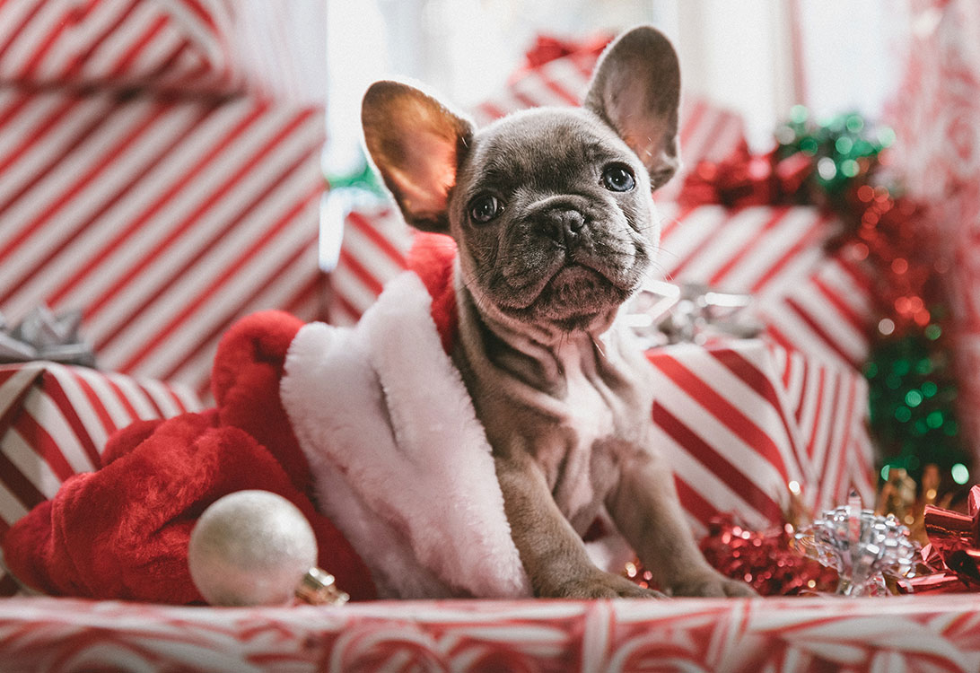holiday-gift