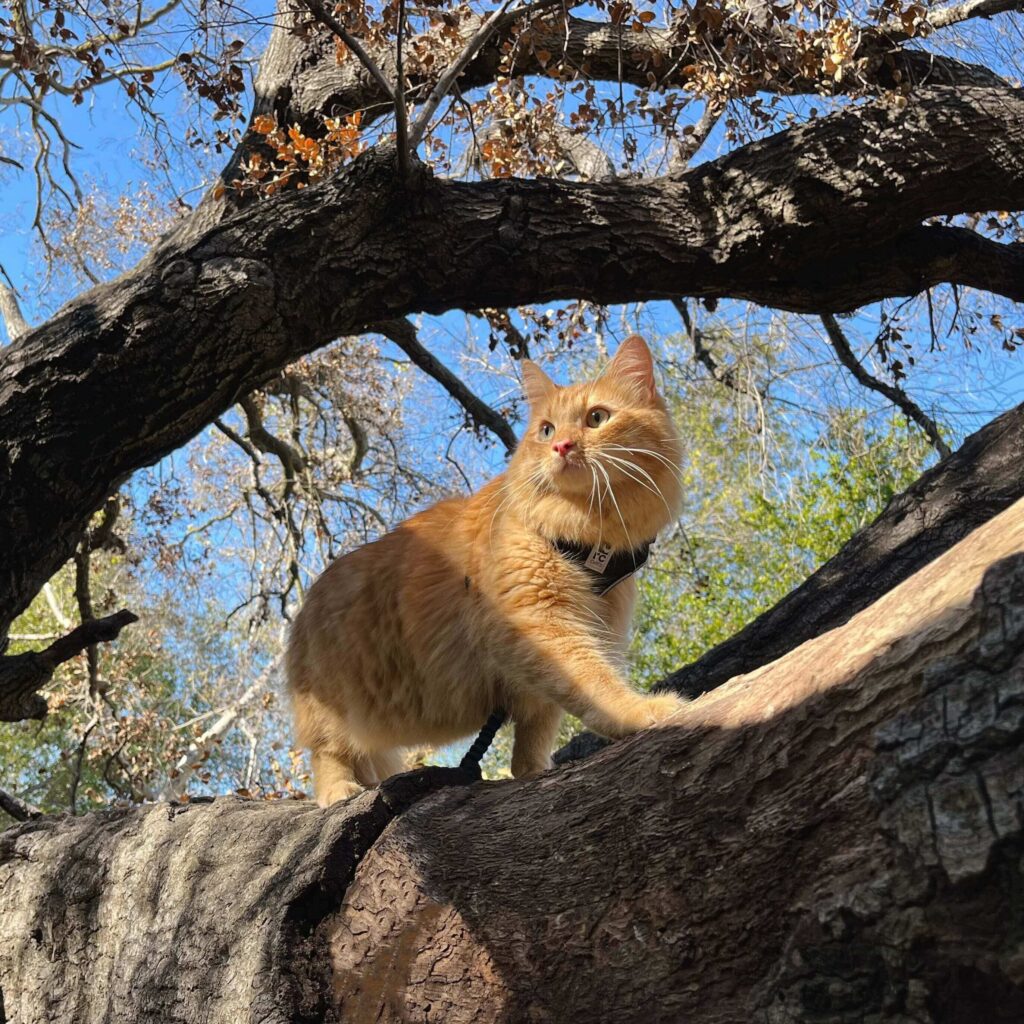 cat climbing the tree