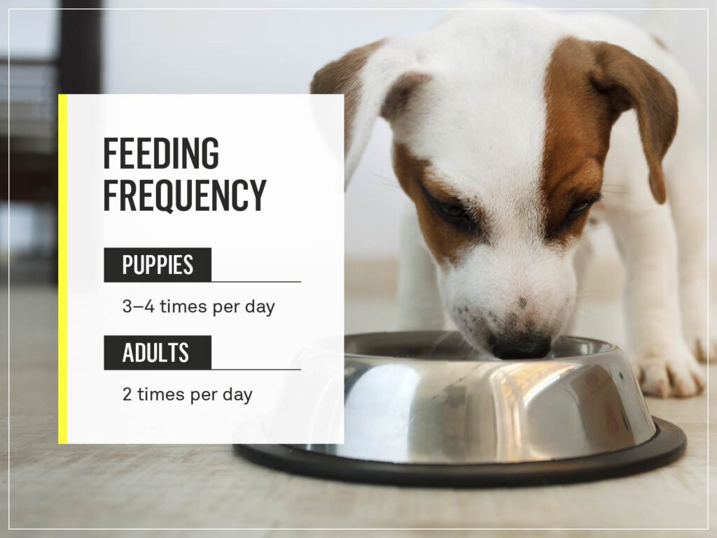 how-often-to-feed