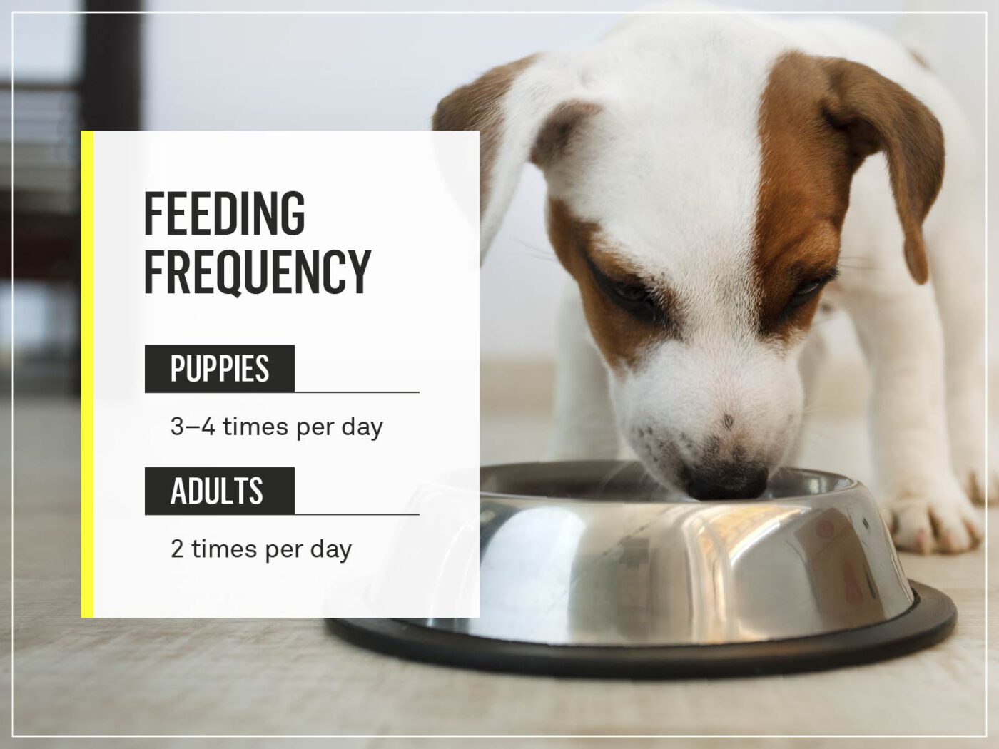 how much should a puppy eat per day