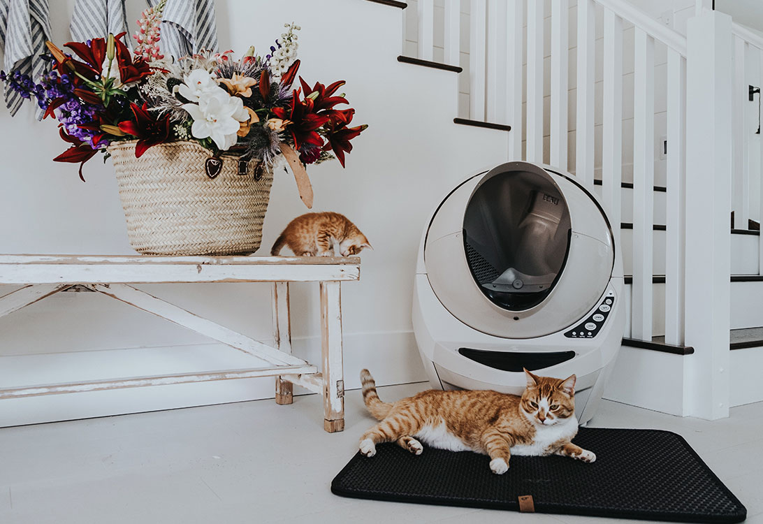 litter-box