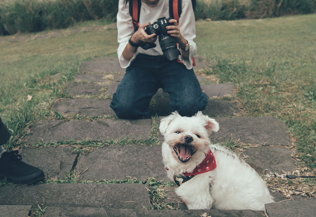 maltese