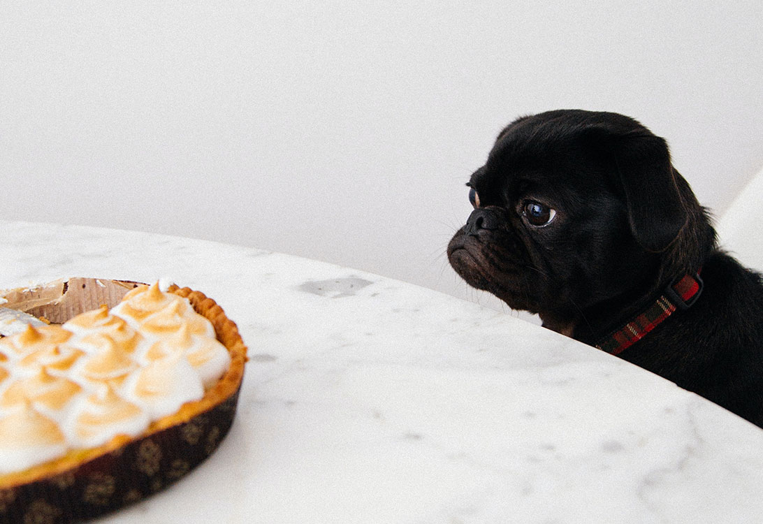 pie-dog