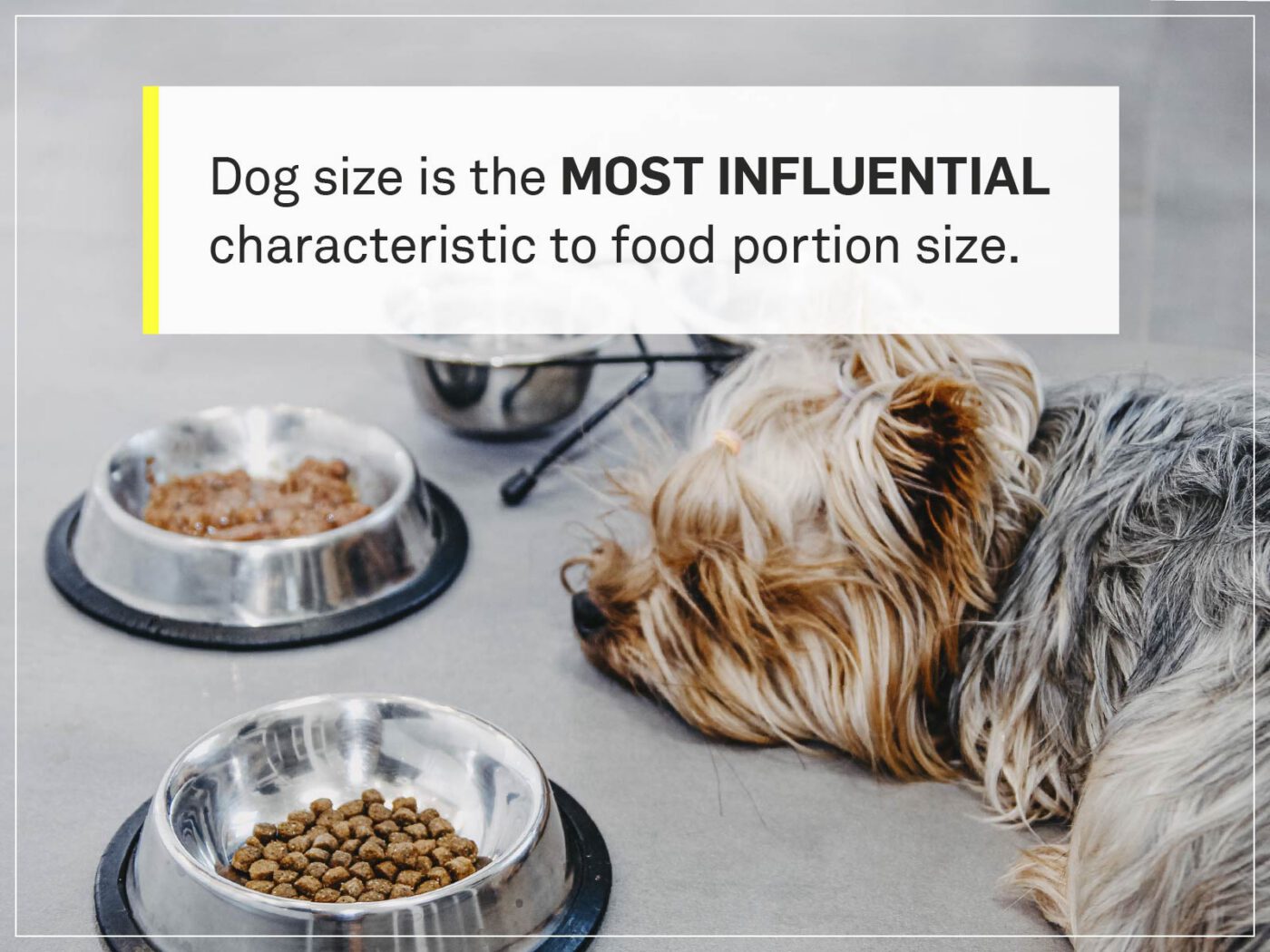 portion size by breed