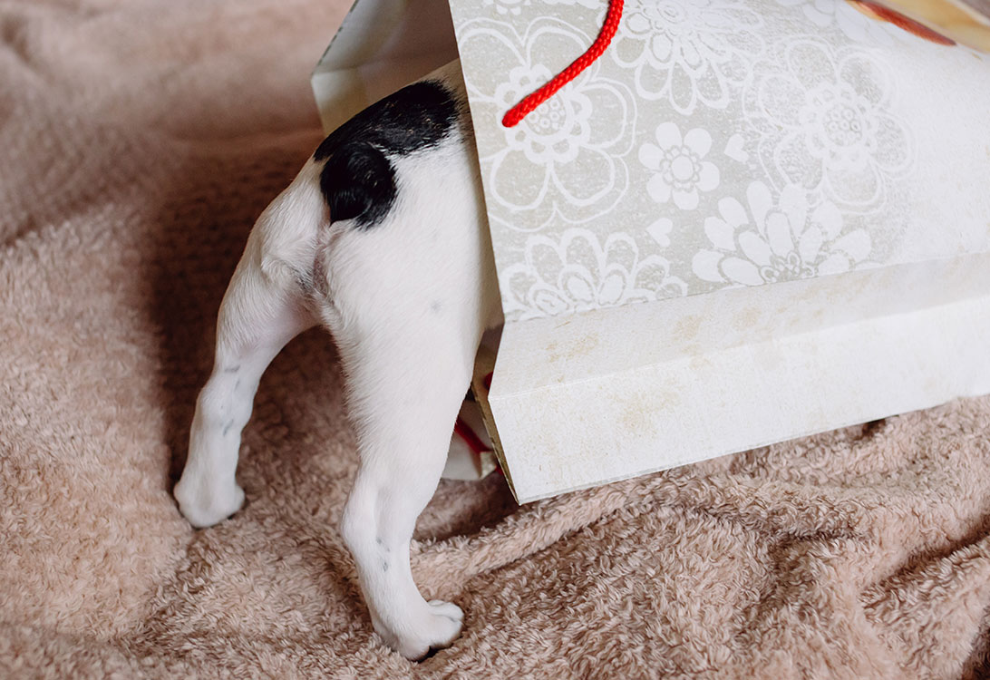 pup-in-bag