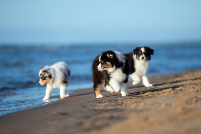 three australian shepherd puppies on the beach