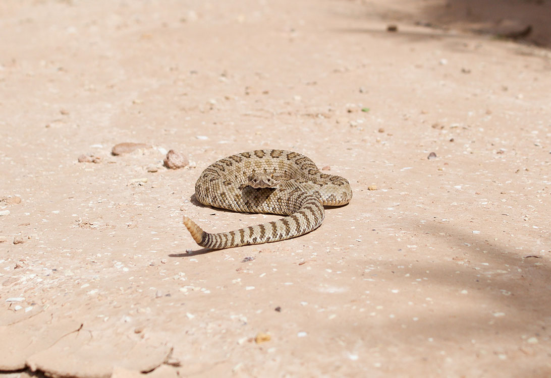 rattlesnake