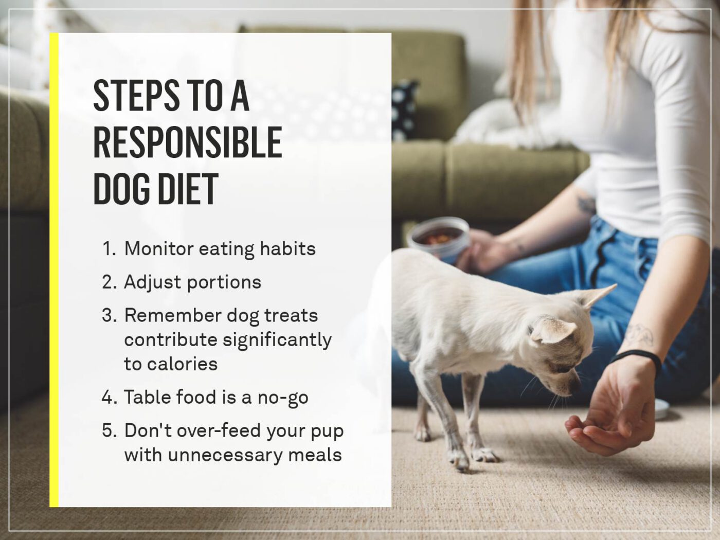 dog diet tips
