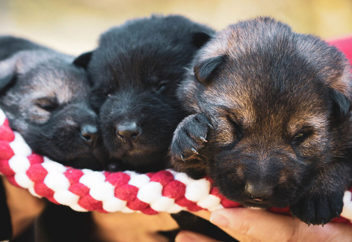 rope-puppies