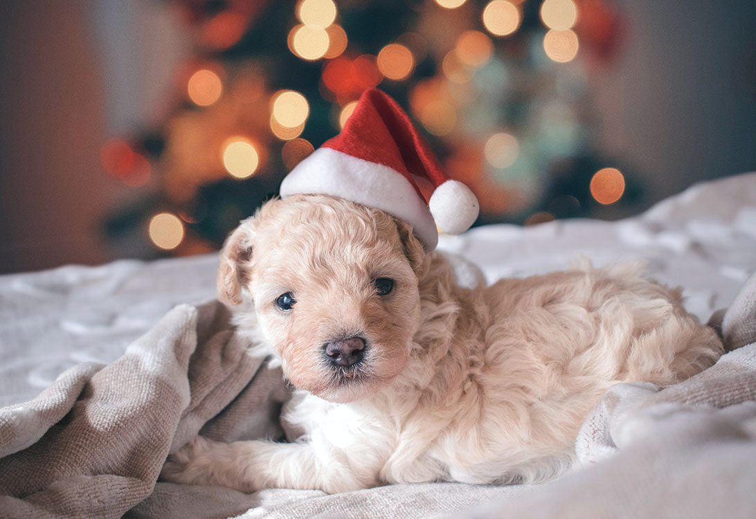 santa-puppy