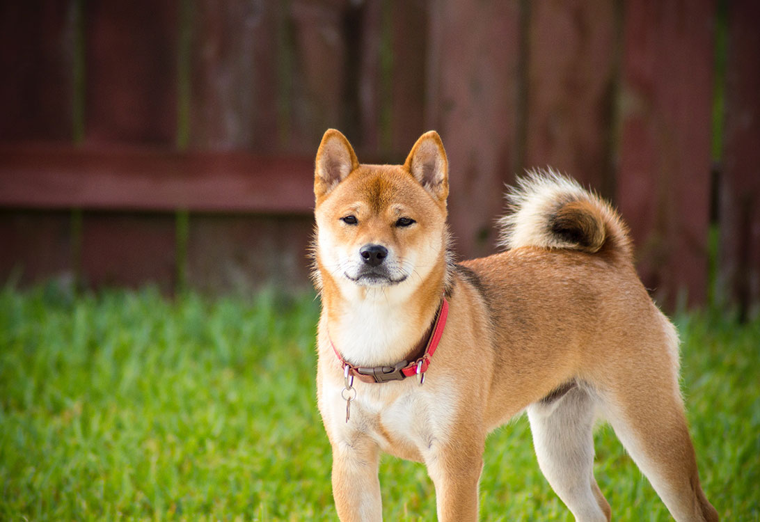 shiba-inu
