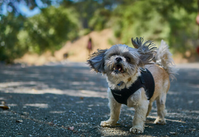 shih-tzu