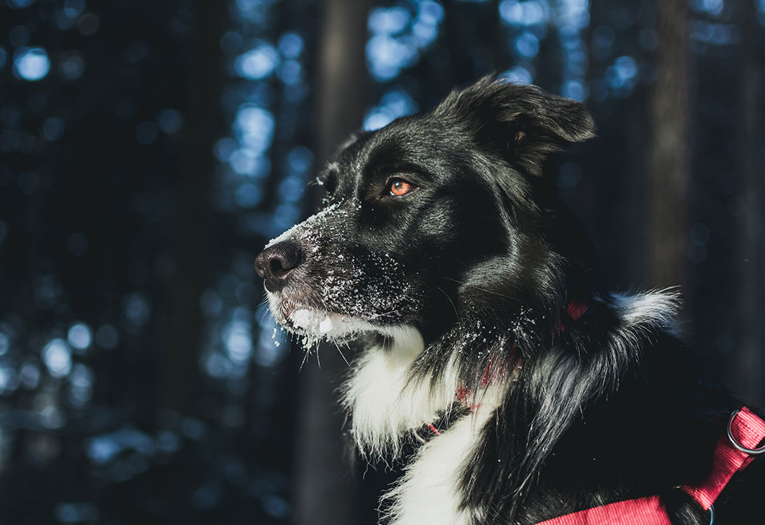snow-nose