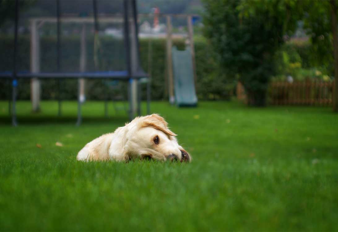 grass