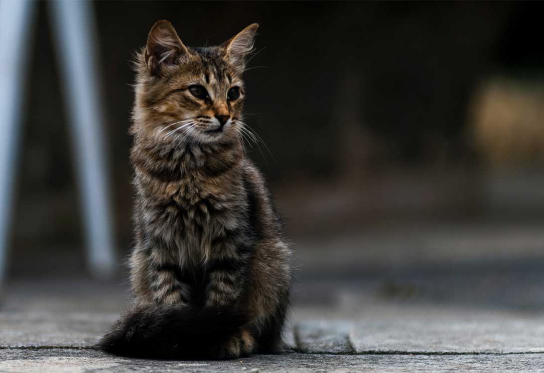 hairball