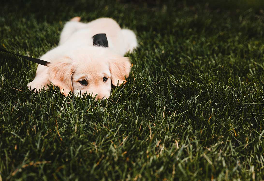 How to Keep Your Dog Calm During a Move