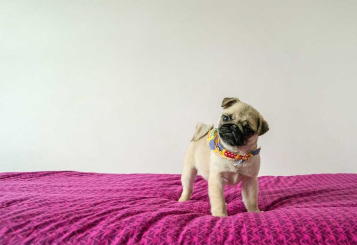 pug