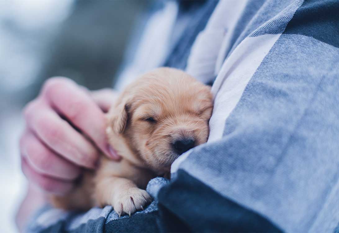 pup
