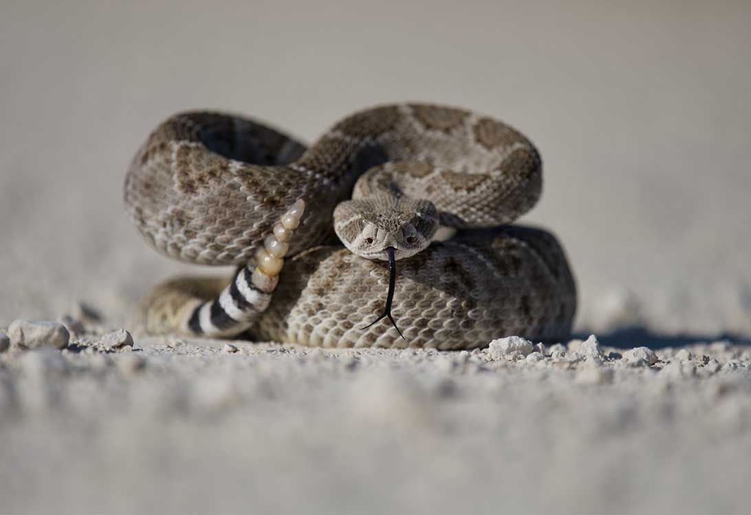 rattle