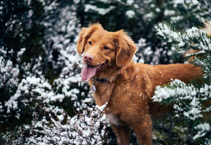 snow