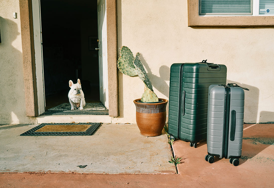 travel-dog