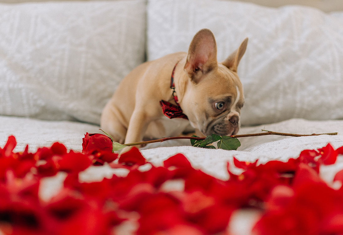 vday-frenchie