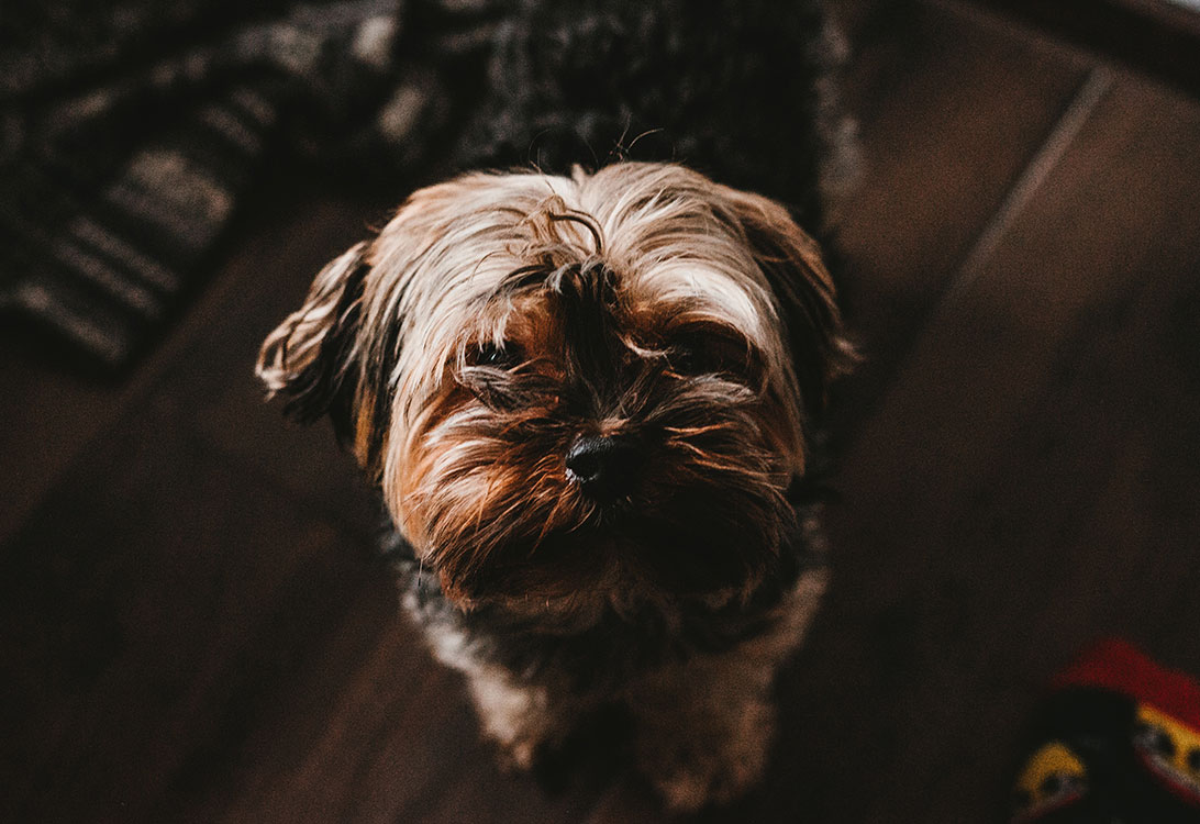yorky
