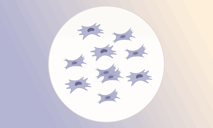 stem cells
