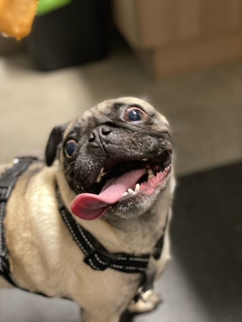 Pug with open mouth
