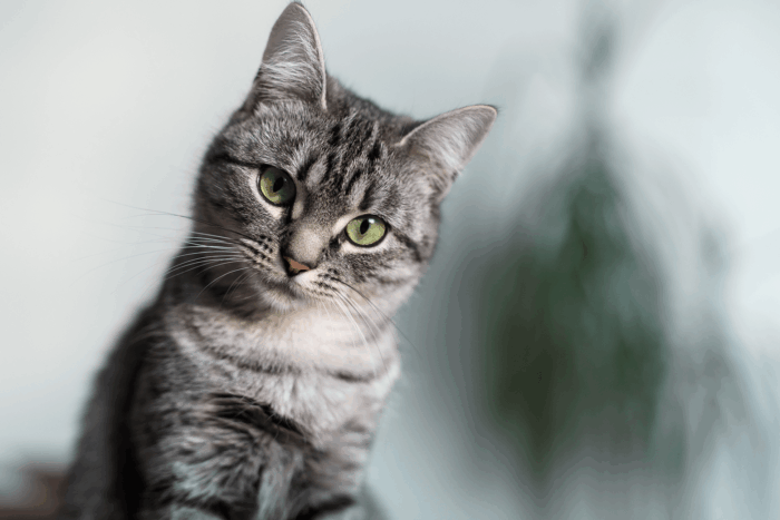 Grey Cat