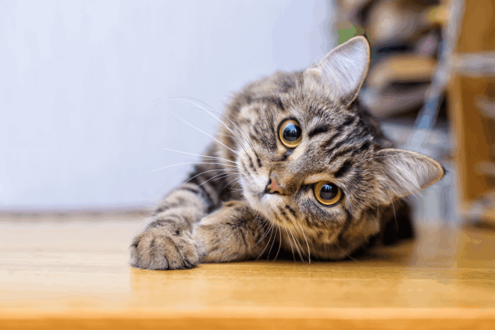 cat lying on the floor