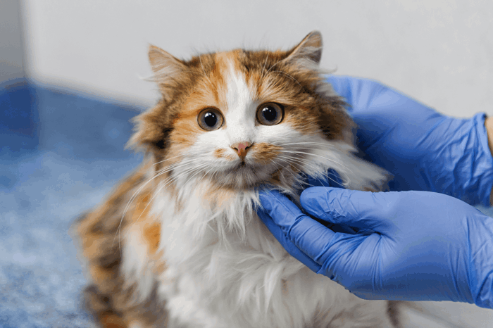 Veterinarian examines a cat