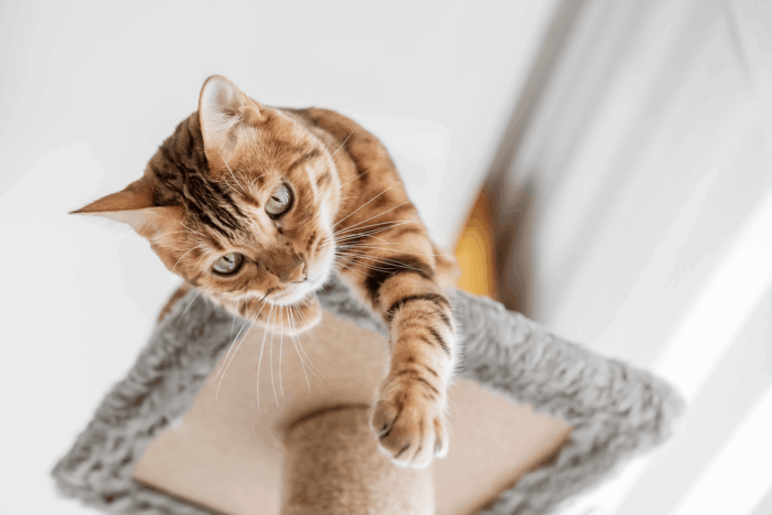 cat on the scratching mat